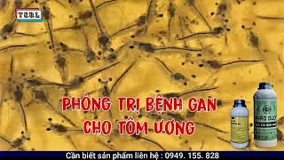 Ương tôm phát triển nhanh_tỷ lệ sống cao