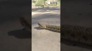 This Ninja-rat Escapes From A Snake!