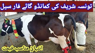 Commando Cow For Sale Taunsa Shareef | High Milk Record Cow For Sale Low price