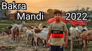 Bakra Mandi Vlog 2022 | District Sialkot | Abdullah Afzal | Saad Chatha | Hamid Raza.