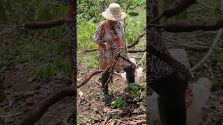 Mira  !!! como una mujer saca yuca en mi finca.