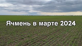 Состояние посевов озимого ячменя в марте 2024. Всходы ярового ячменя