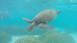 Snorkelling with Sea Turtles Maldives