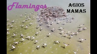 Flamingos at the wetlands of Agios Mamas