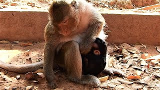 REJECTING...NO NO TARA...IS NEWBORN BABY MONKEY THONA GOING TO BE OK?