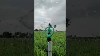 சம்பங்கி பூ வயலில் தெளிப்பு நீர் பாசனம் | Butterfly Springlar Irrigation