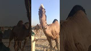 Camel Happy mode