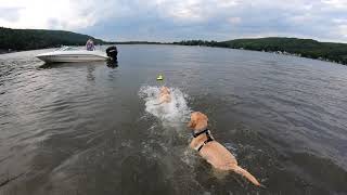 pups swim