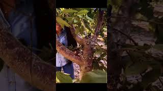 Platicando con la Comadre 🐍😂😂 #serpiente #campo #cherry #agriculture #vivora #Comparte #agro #texas