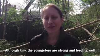 Ring tailed lemur babies at Bristol Zoo