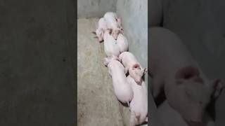 Nagpapataba na. Kain tulog nlang sila! #piggery #countryside #shorts #viral #trending #shortvideo