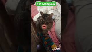 Кот просит по обедать #кот #коты #котик #котыприколы #sorts #шортс