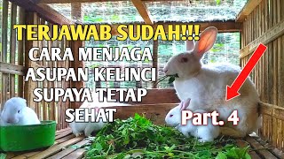 CARA MEMULAI TERNAK KELINCI DARI AWAL HINGGA JADI BISNIS (Part.4)