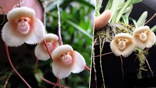 These Wonderful Rare Orchids Look Like Cute Monkeys | iKnow