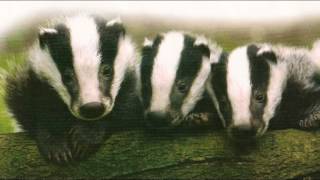 Dominic Dyer and the Welsh Alternative to Culling Badgers