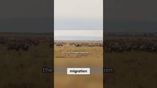 The Majestic Serengeti Migration - One of World's Greatest Natural Wonders!