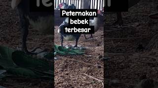 Peternakan bebek terbesar #shortvideo