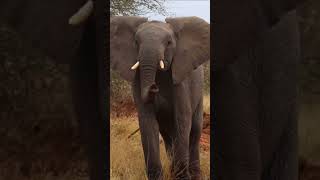 Young Elephant #shorts #viral #ytshorts #youtubeshorts