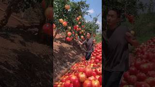 Pomegranat fruit farming cutting #pomegranate #fruit #cuttingfruit