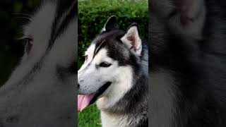 Unbelievable Dog Tricks That Will Leave You Speechless! 🐾