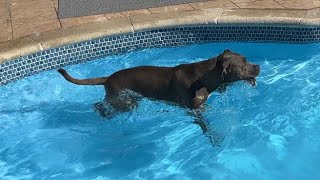 Pitbull in the pool! Living his best life! 🐶💙