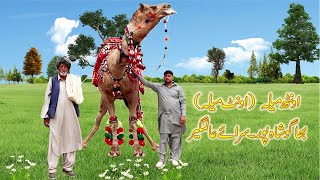 Camel Weightlifting in Pakistan | Akharah Camel weight