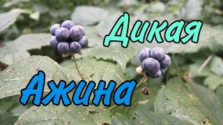 Дикая ажина!