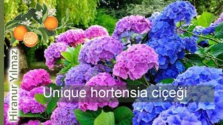 Benzersiz güzelliğiyle unique hortensia ciçeği: bahçenizi büyüleyin