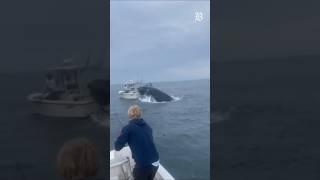 Whale jumps on boat in New Hampshire, overturns vessel