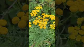 La Tanaisie, Aromatique et Vermifuge - Tansy, Aromatic and Vermifuge