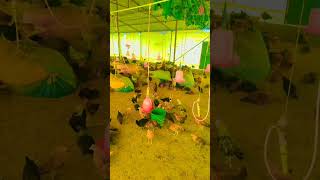 देशी मुर्गी पालन में इस दवा से वजन बहुत तेज बढ़ेगा #desipoultryfarming #sonalimurgipalan #poultry