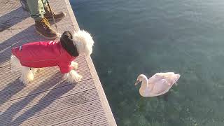 Baloo the Maltipoo and hissing swan