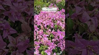 All types flower plant online sell