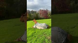 Horse has an interesting way of rolling to itch himself!