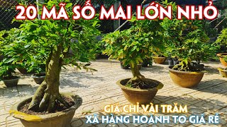 22/05. Mai Ghép Siêu Bông, Cúc Đủ Loại Lớn Nhỏ Giá Bình Dân.☎ Trang 0971.118.064