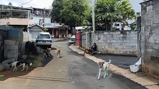 Riviere Des Creoles Village | South Mauritius 🇲🇺