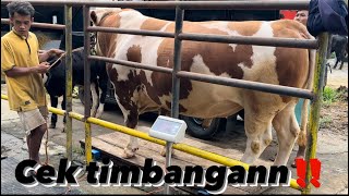 PENIMBANGAN 2 EKOR SAPI JUMBO‼️