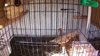 Burung Zebra FinCh Membuat Sarang