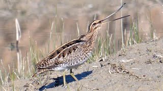 Beccaccino con ritmo - Common Snipe rhythm (Gallinago gallinago)