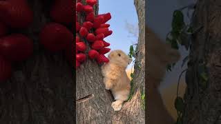 Hello cutie  Eating strawberries