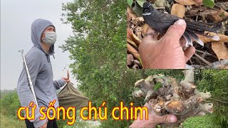 Đi tìm cây phôi cây vì đam mê - tình cờ CỨU SỐNG ĐƯỢC CHÚ CHIM XẤU SỐ - gặp ae cùng đam mê