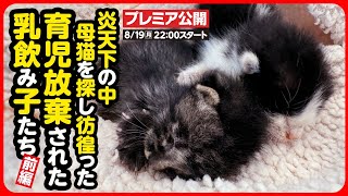 【子猫 保護】炎天下に消え行く小さな命...生き残った2匹の命を繋ぎたい…！【前編】