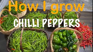 Chilli Peppers- grow and harvest abundance of peppers @Myhomegarden-unlimited