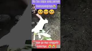 Kucing putih yg bersedih dan menangis di kuburan tuannya#shorts