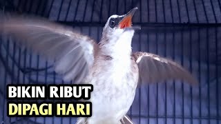 trucukan gacor EMOSI ROPEL PANJANG pancingan trucukan agar bunyi JADIKAN burung trucukan gacor NYAUT