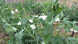 【自然農】2023年3月23日 腐葉土を使ったホウレンソウの発芽・ジャガイモの発芽【natural farming】