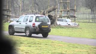 Monkeys at Longleat Safari Park