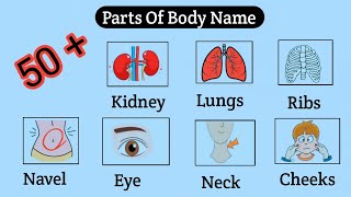 Parts Of Body in English | Human Body Parts Name