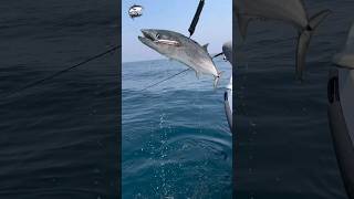 Watch the sea fishing video😱🎣#sea #fishing #fishvideo #foryou #fish #kingfish #kingfisher #uae