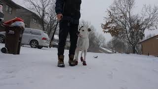 Dog Trained off leash obedience - Funtastic K9 Training